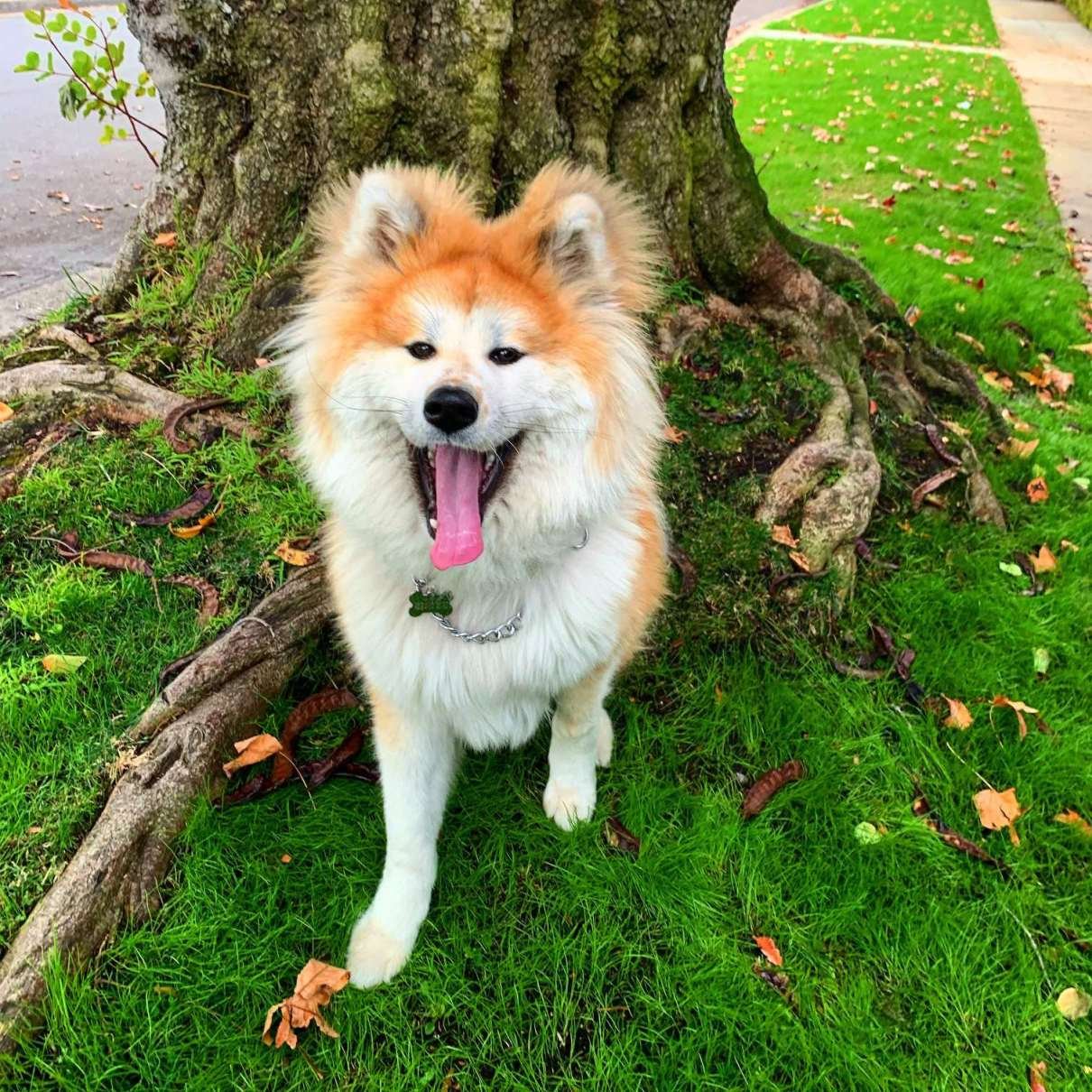 YAMI Lick Bowl — inspired by Hayami